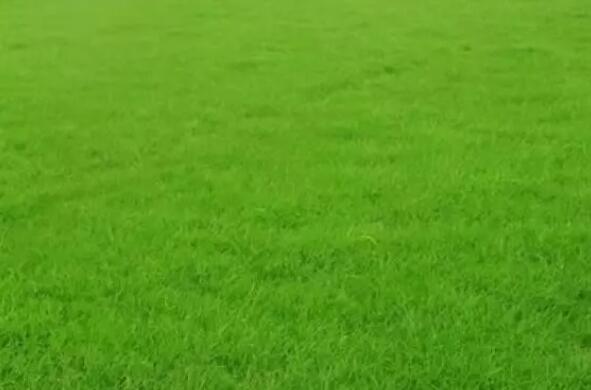 人造草坪的草毛形狀有哪些，有什么區(qū)別？